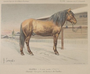 chevaux-wiatka-1