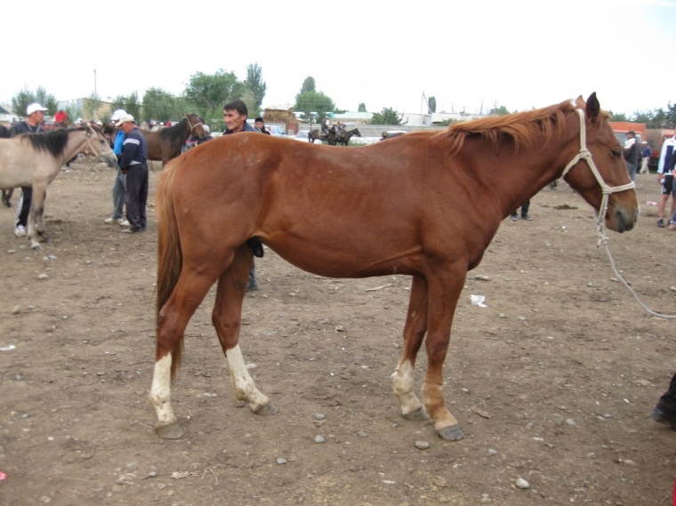 Pferdemarkt-1